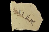 Metasequoia (Dawn Redwood) Fossils - Montana #102327-1